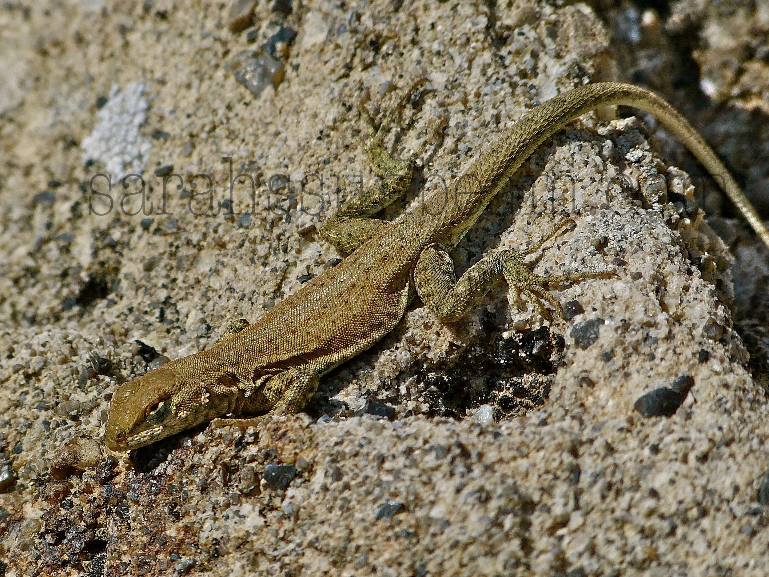 Curious Happenings in Dinosaur Land: Part III