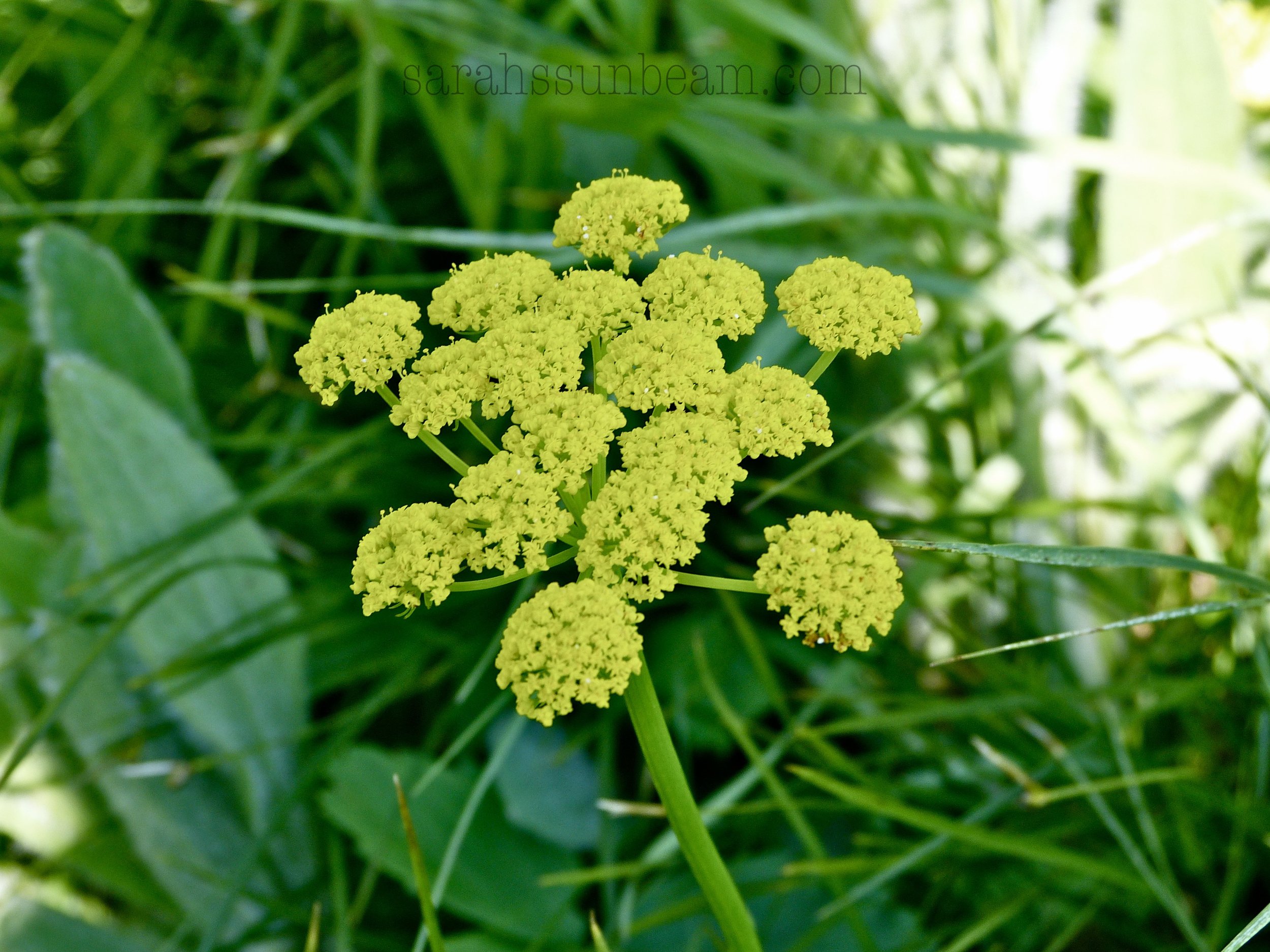 Some Green Tea Evening in Missoula