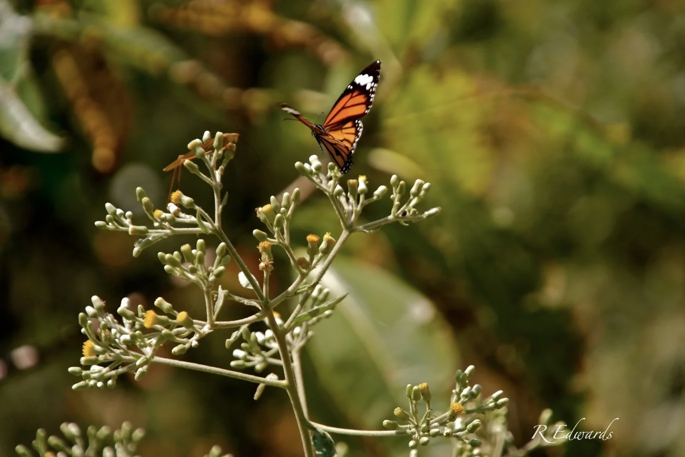 Narrow Canyons, Rain, and Sickness (Nepal Journal 4)