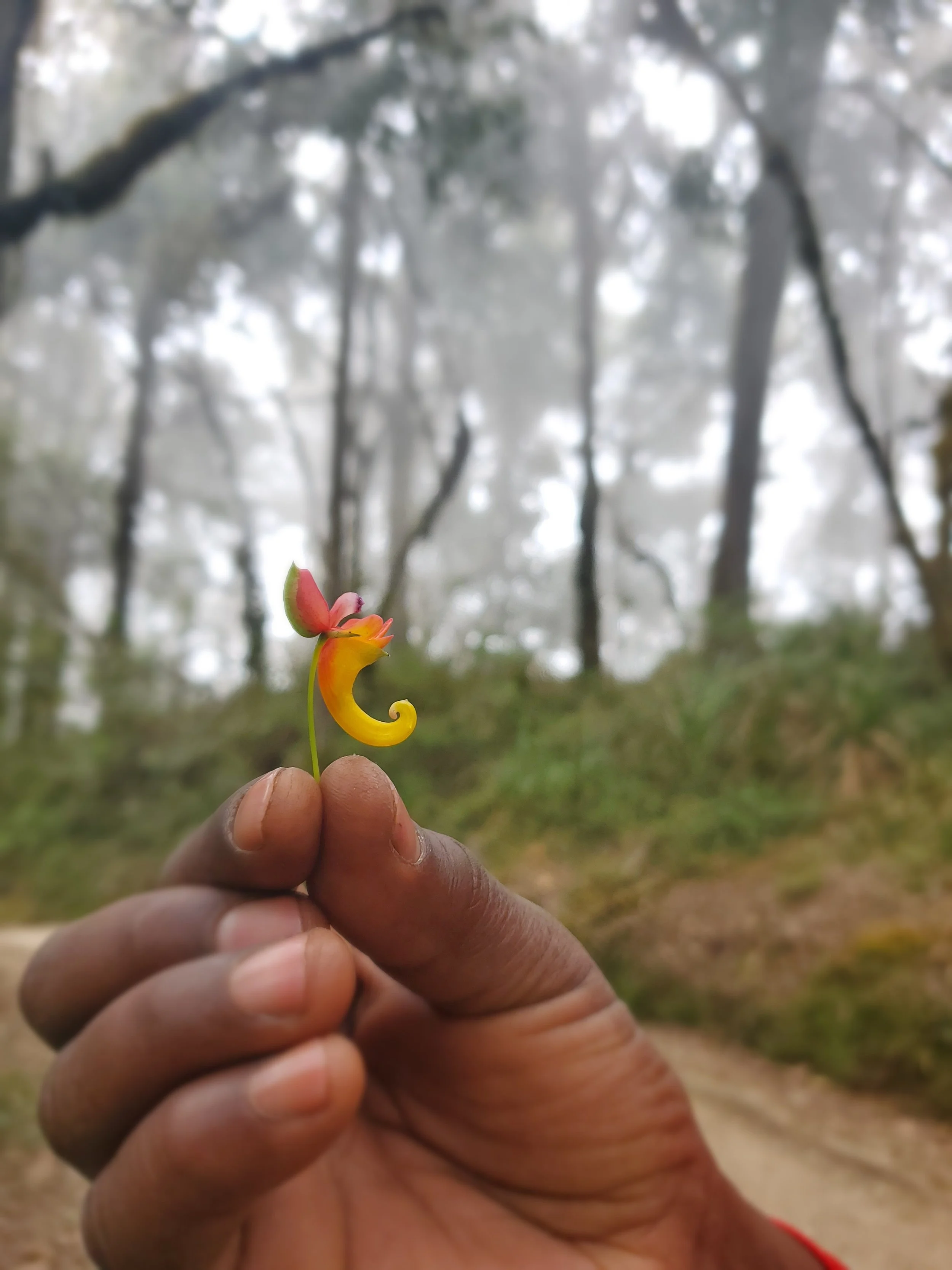 Fundamentals for Planning A Kilimanjaro Trek