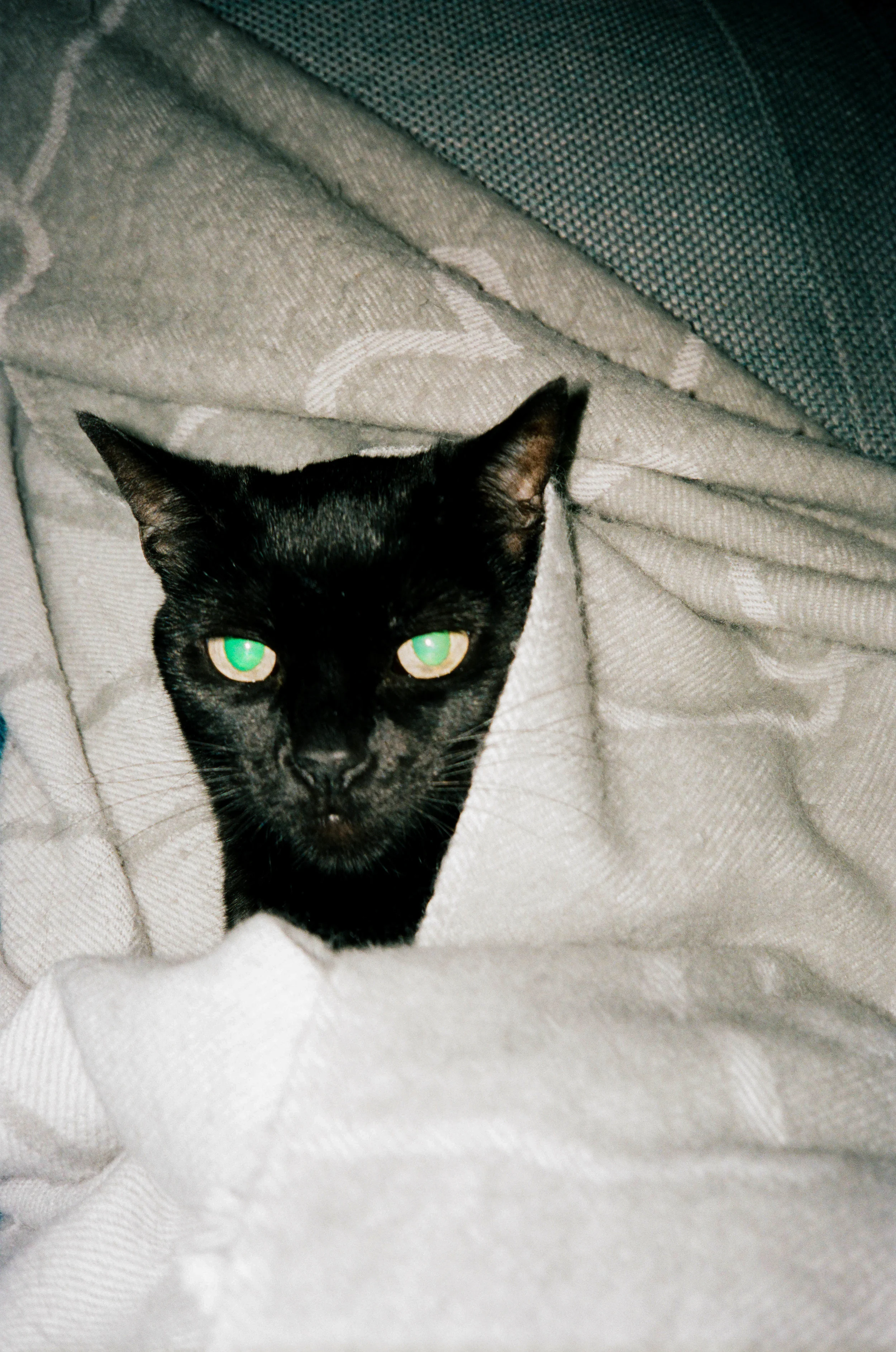 Bijou