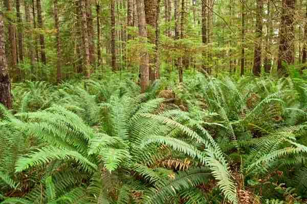 fernforest.jpg