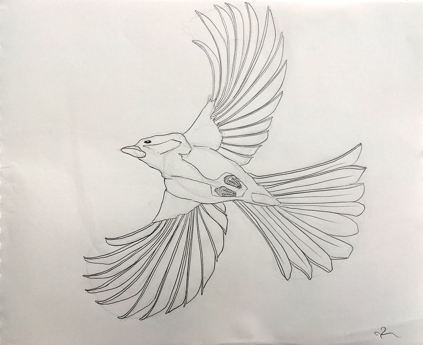 Bird Study 3