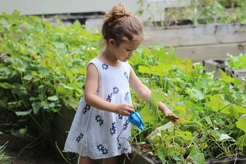 Community Gardens are an Important Part of The Early Childhood Education Ecosystem