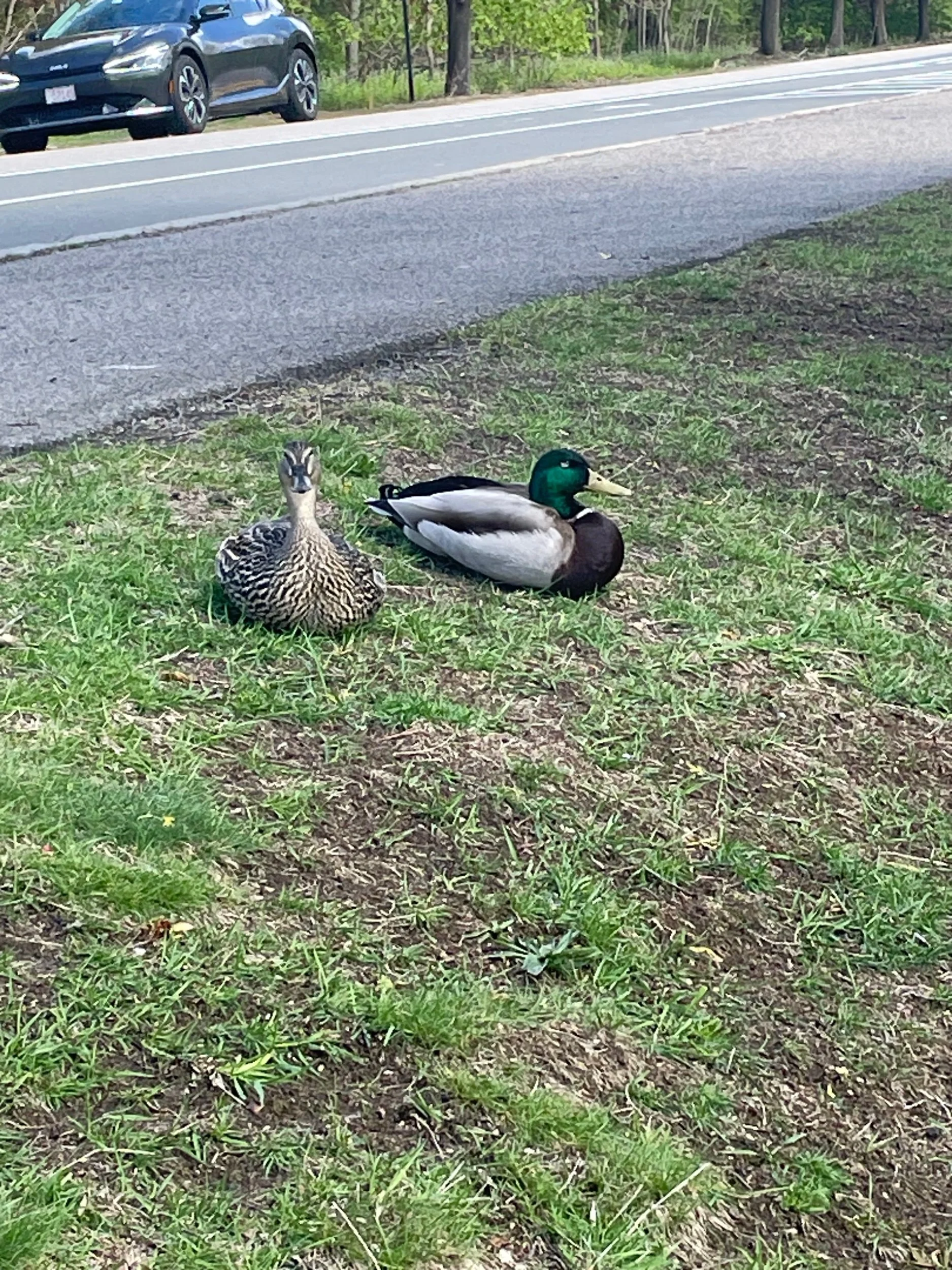 Duck Lesson Plans for Preschoolers