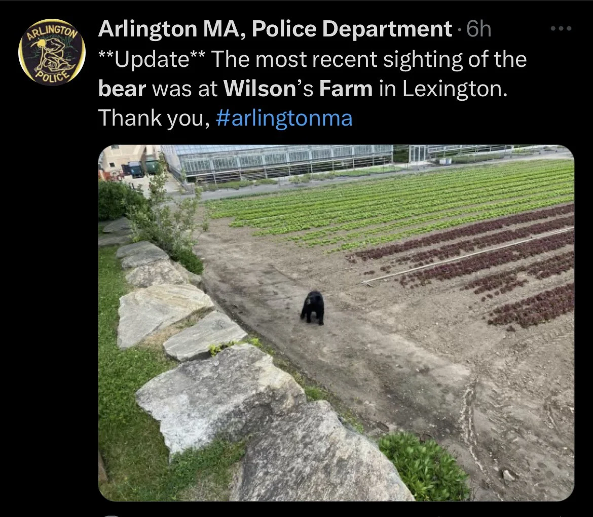 All About Bears Curriculum for Preschool in Honor of The Boston area Bear