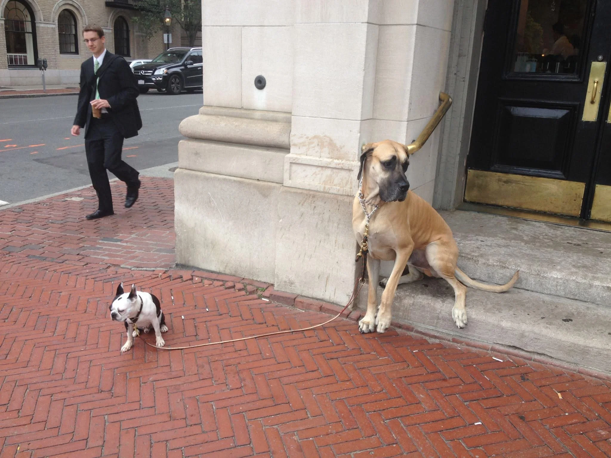 A Comparative Folkloric Analysis of Canine Characters in "Bingo" and "Old MacDonald Had a Farm": A Study in Narrative Conflation and Oral Tradition