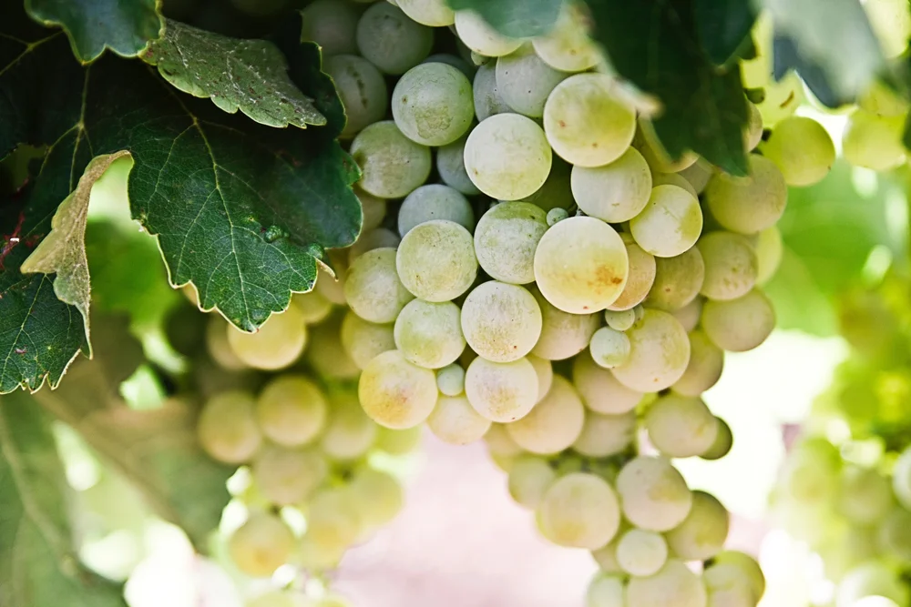 vidal grape