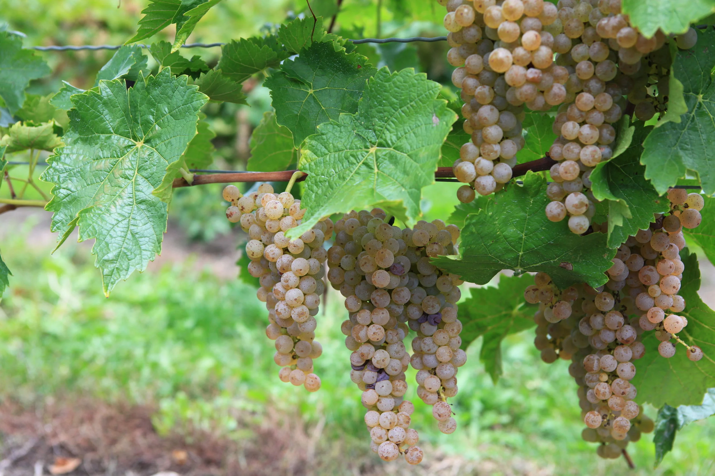 Root stocks: an important item in a winegrowers toolbox