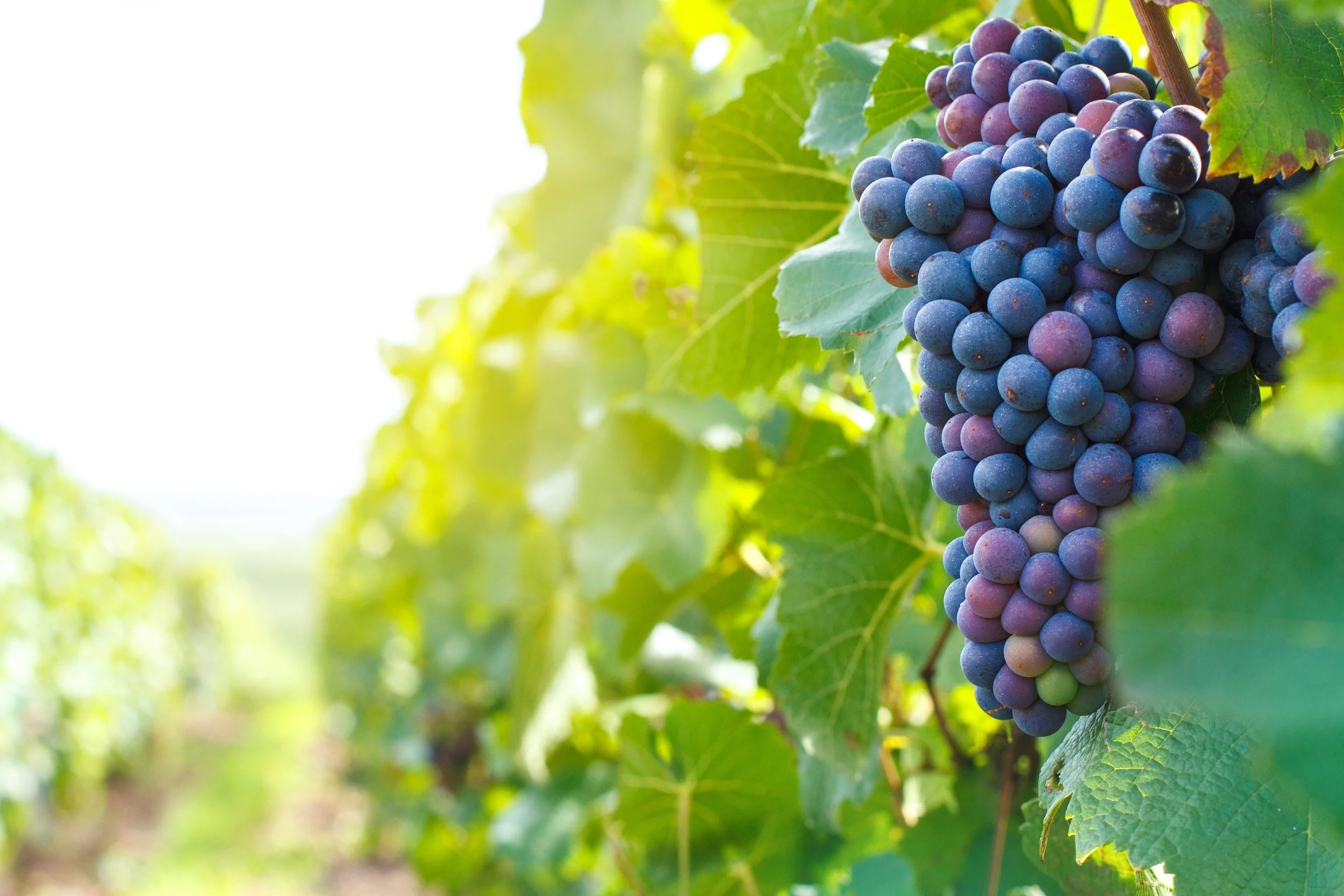 Yeast with out it, we would have no wine