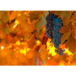 Harvest Wine Words