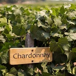 Chardonnay:  a Cool Climate White with Several ‘Personalities’
