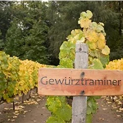 Gewürztraminer,  a Spicy and Interesting Varity