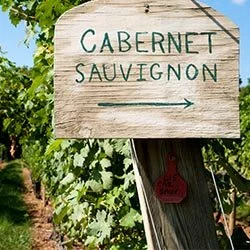 Cabernet Sauvignon