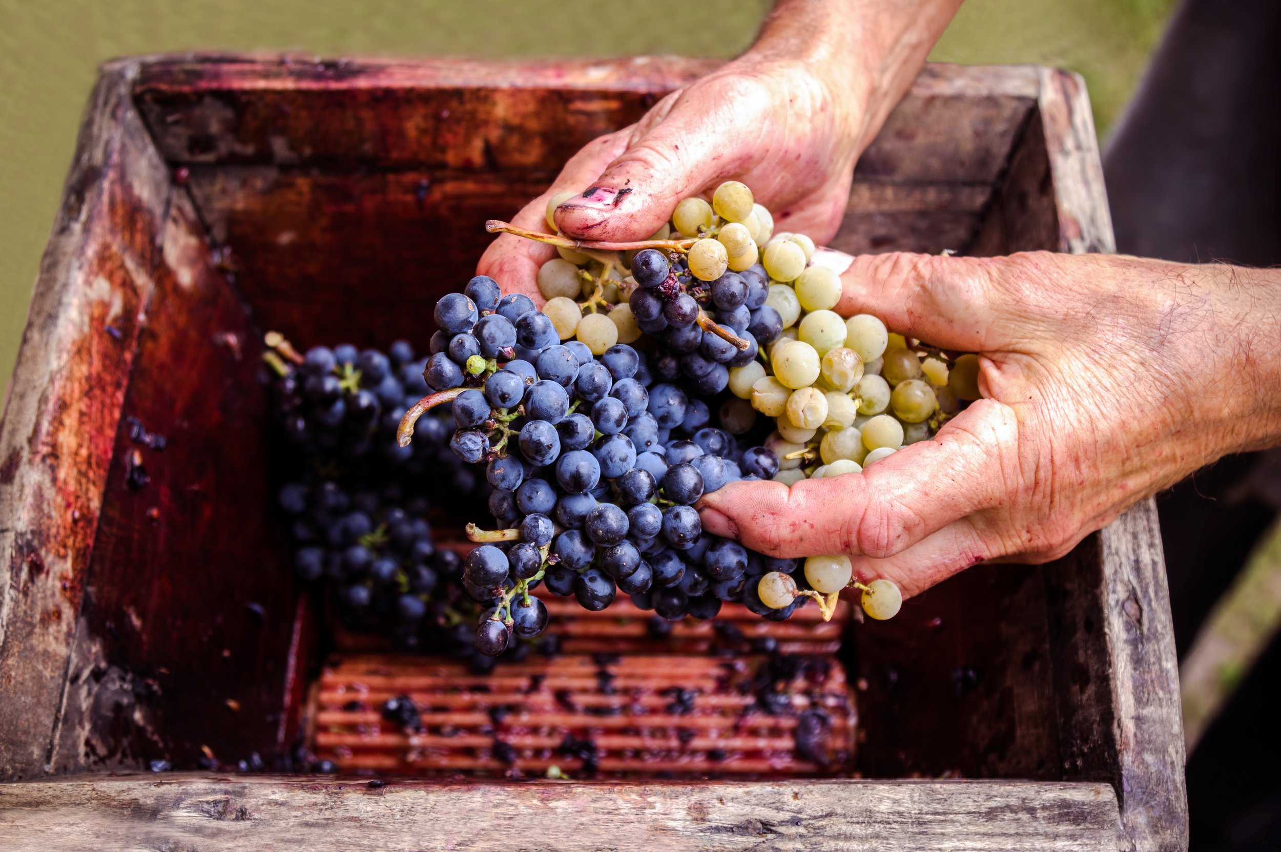 Cellar talk:  Post harvest through spring [or fall] bottling – A multi part series