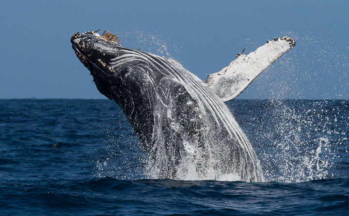 Playful Humpback Whale