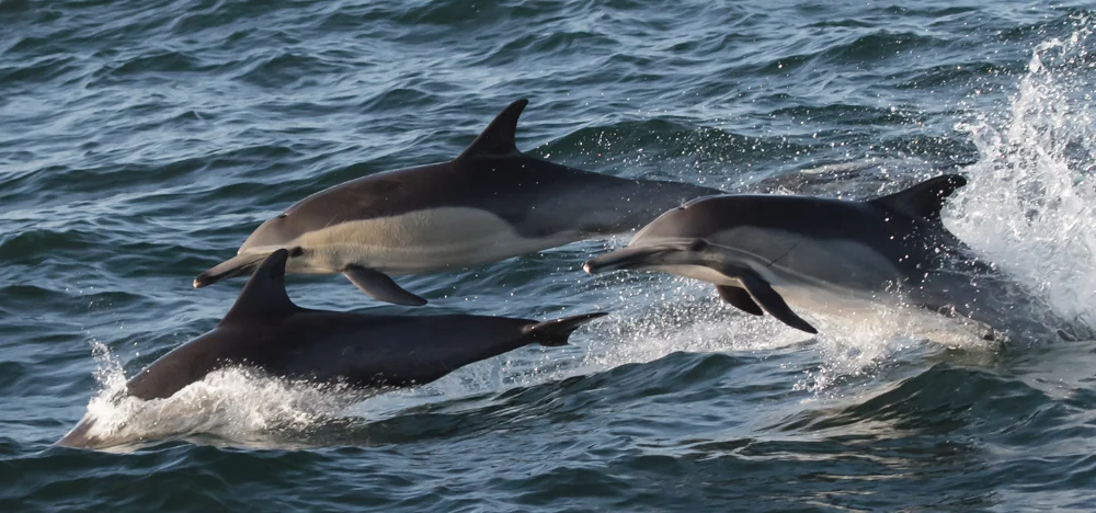 Common Dolphins