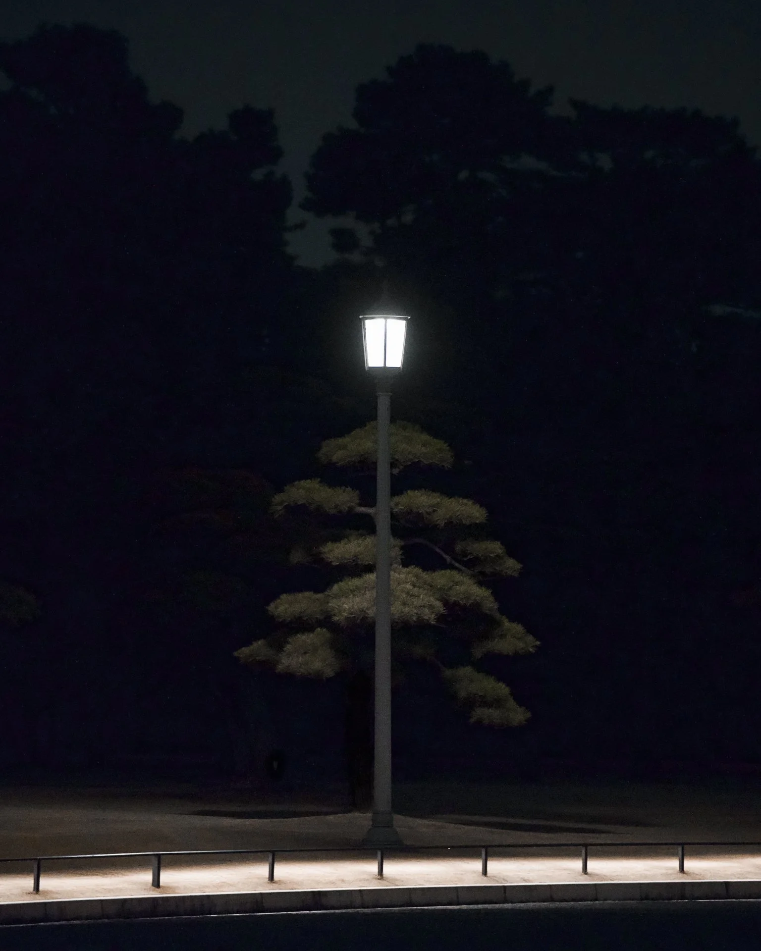 O Christmas Tree.jpg