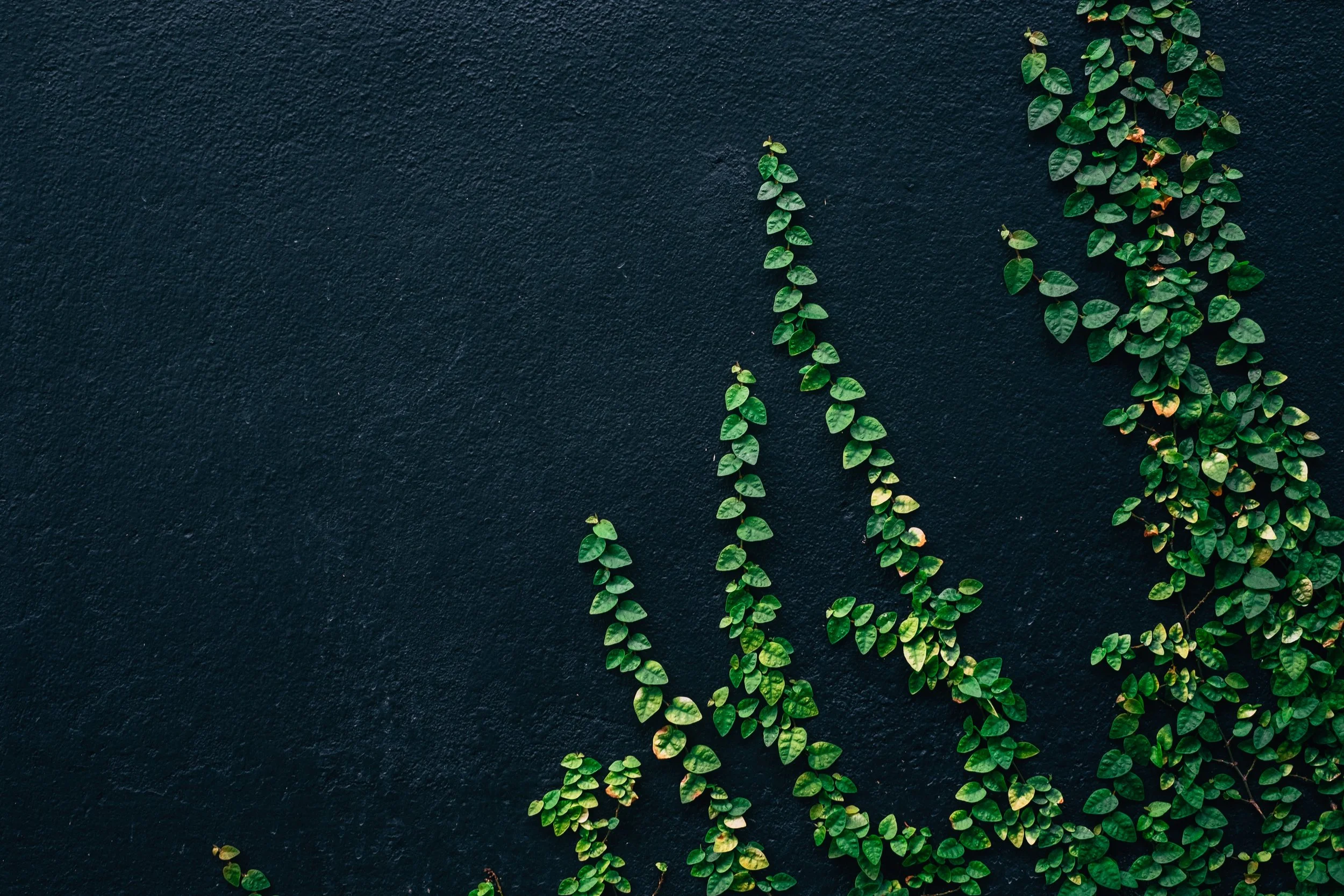 pika-396886-unsplash.jpg