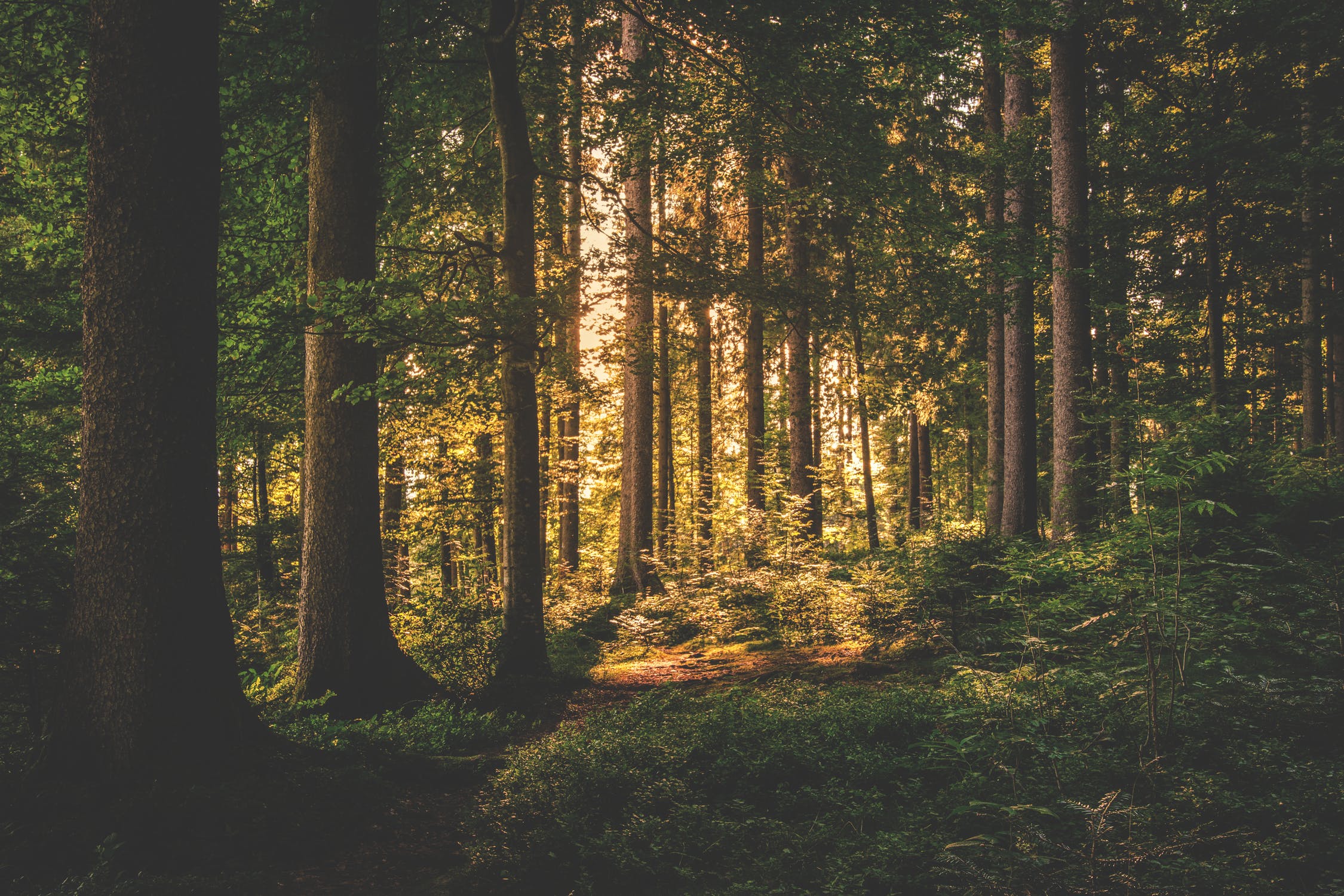 forest.jpeg