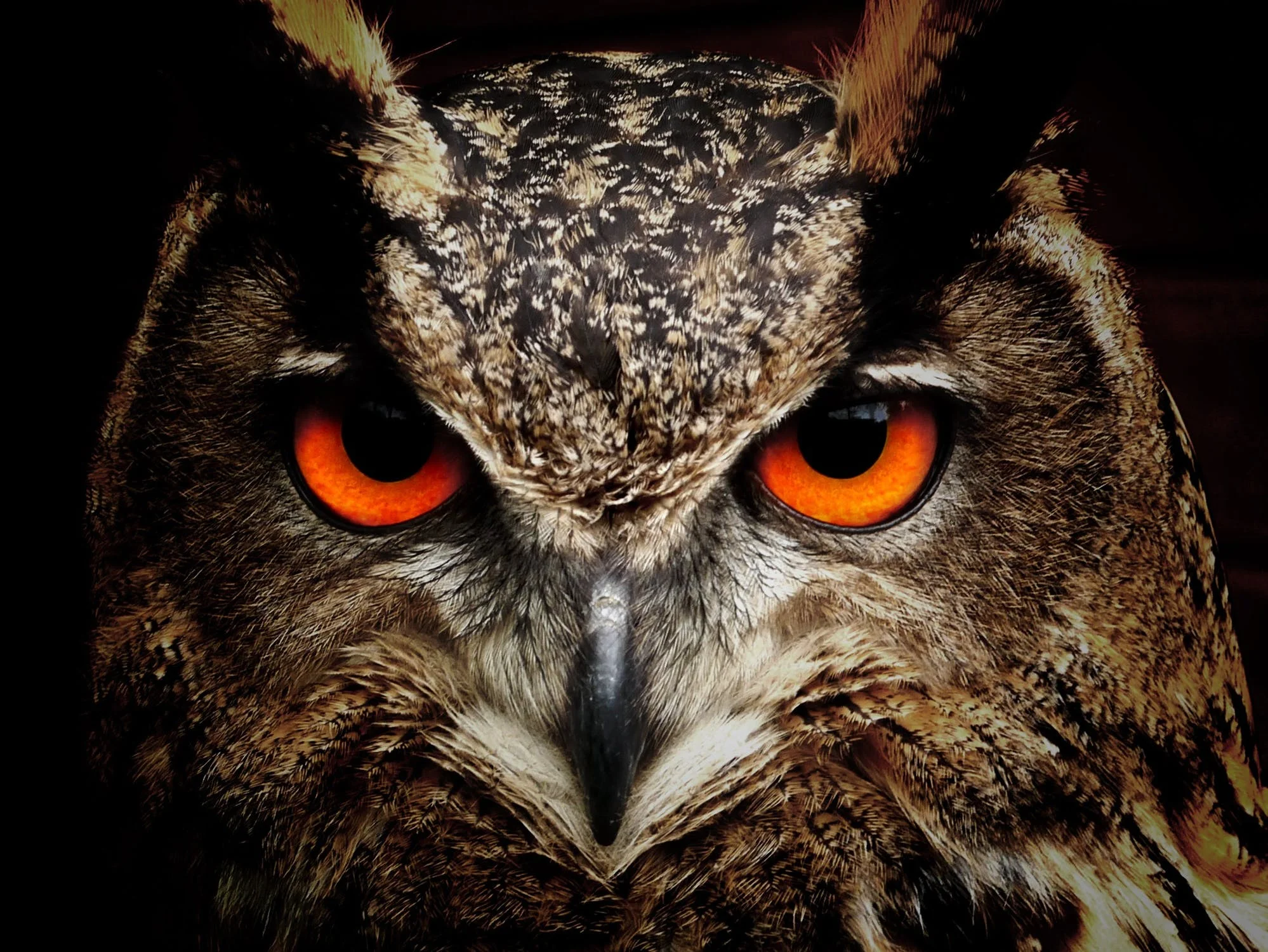 owl-bird-eyes-eagle-owl-86596.jpeg