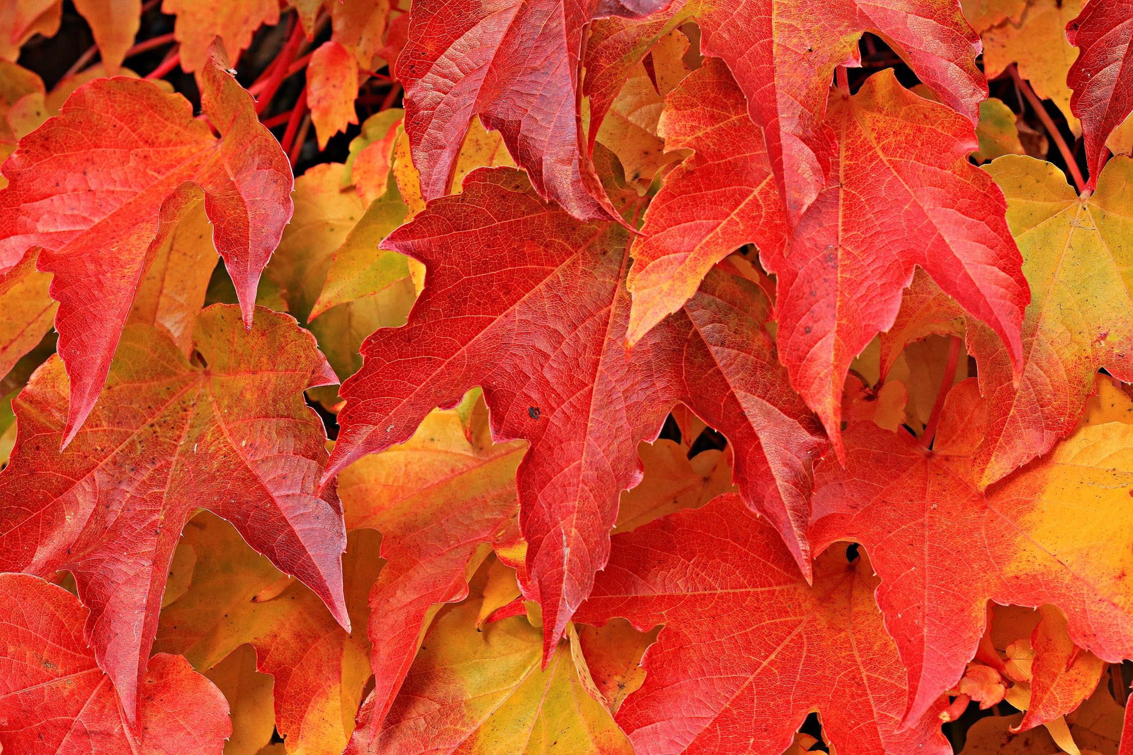 fall leaves.jpeg