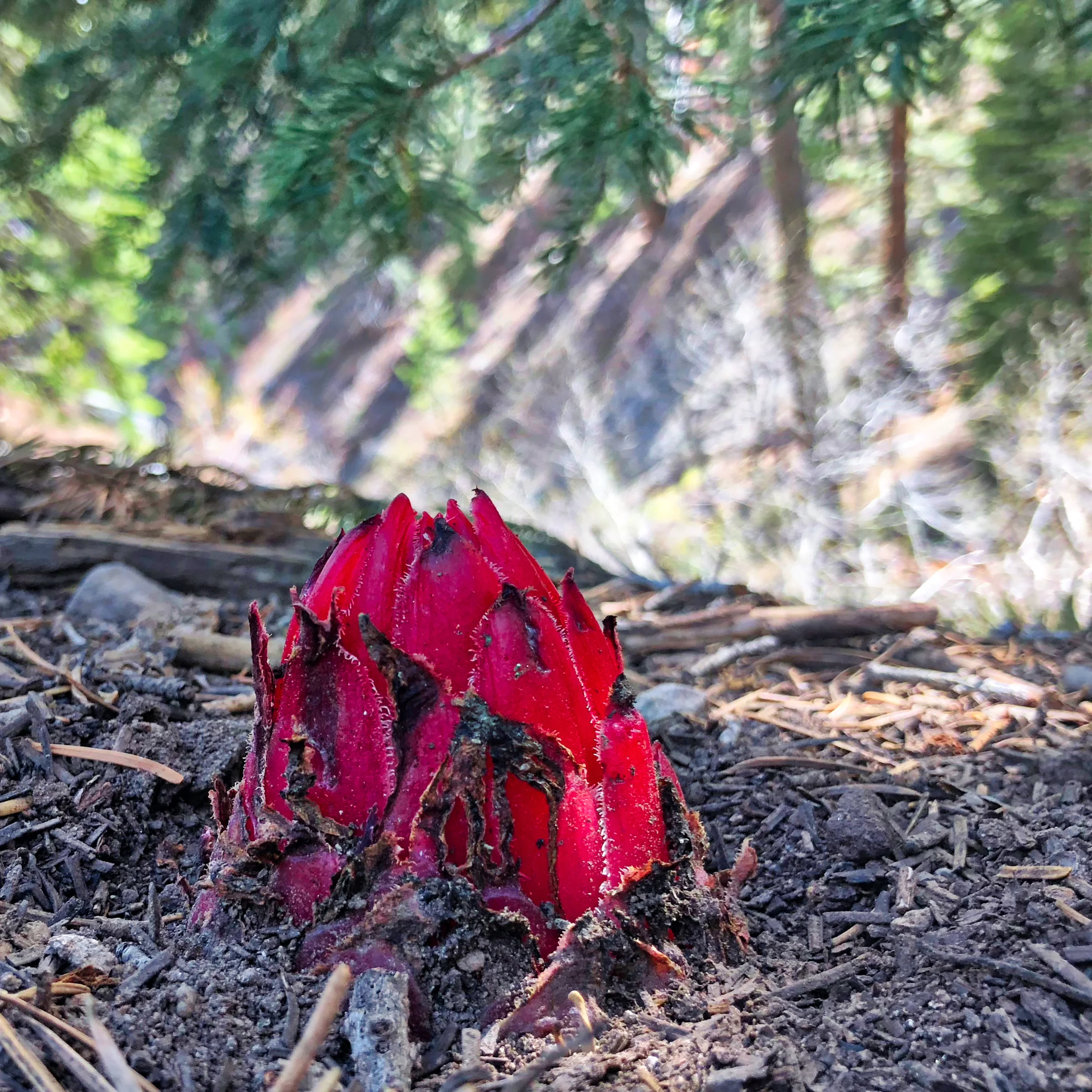 Snow Plant, Sierra Nevada