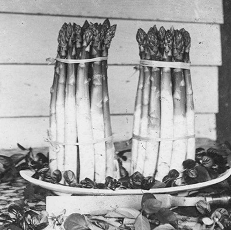 ASPARAGUS STILL LIFE
Grown by William D. Iredell of Wolfert Station Road. Some of Iredell’s asparagus was on the historic Mullica Hill to Boston flight that took off from his farm.