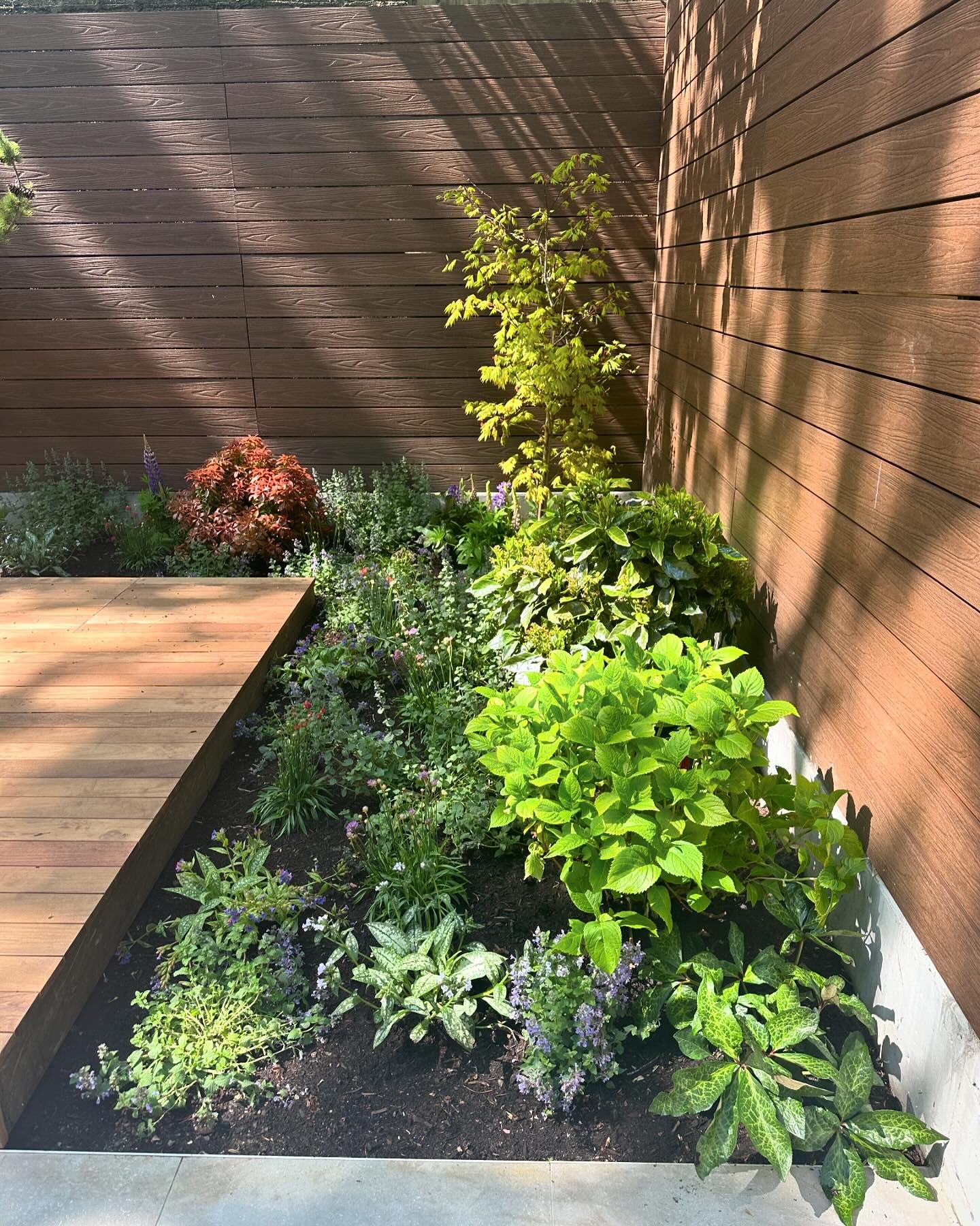 Occasionally, after we complete and interiors project, a client will ask for help with their outdoor space- and we just completed this Brooklyn backyard in time for the glory of spring! #brooklynbackyard #ipedecking #trellis #gardendesign #springtime