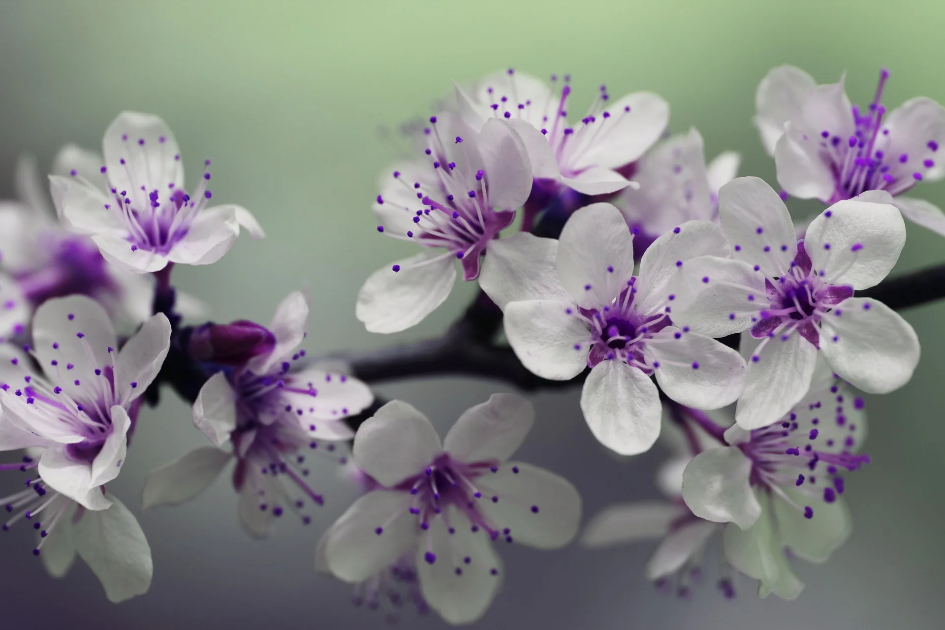 blossom-839594_1920.jpg