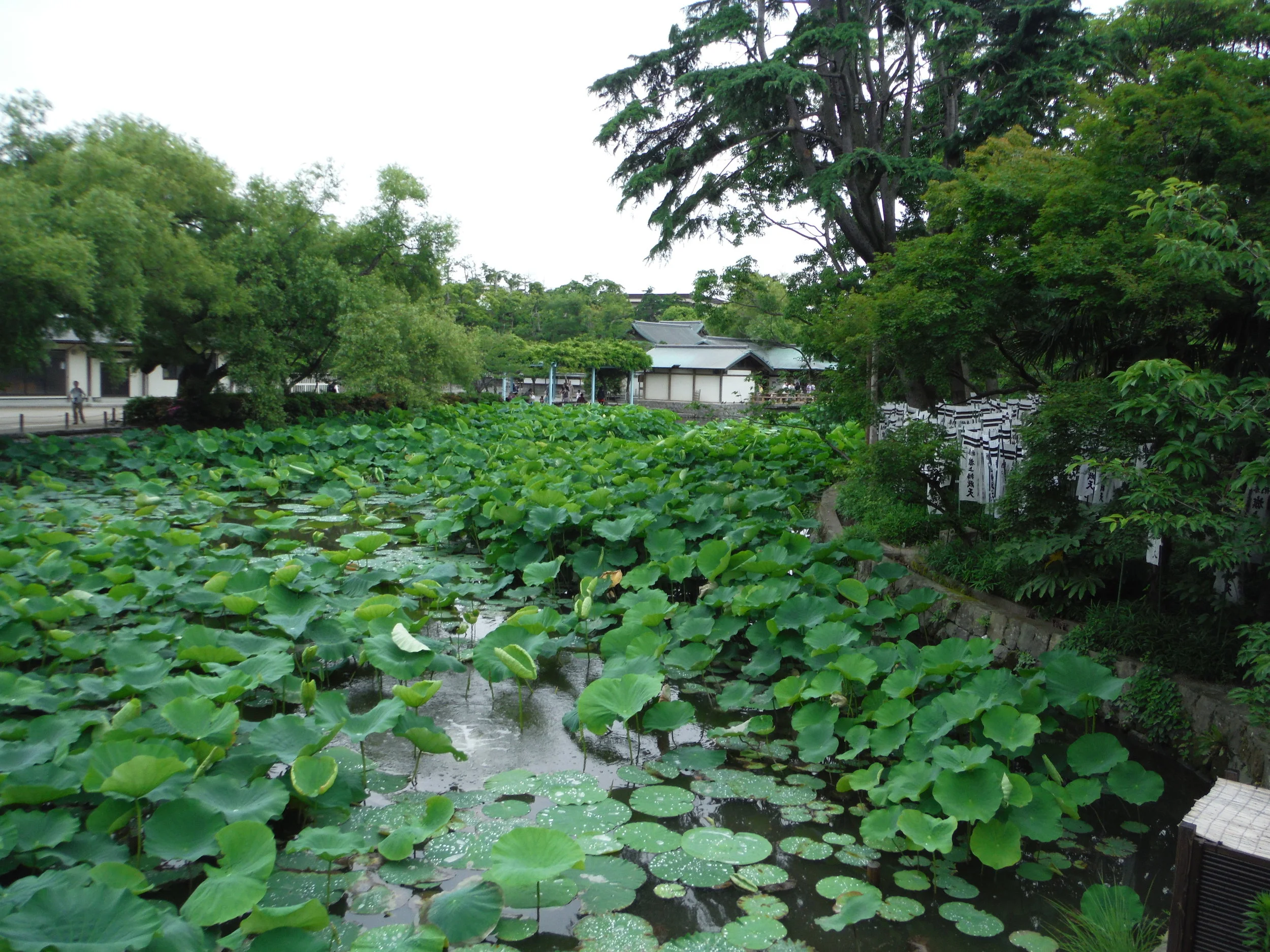 DSCF1083.JPG