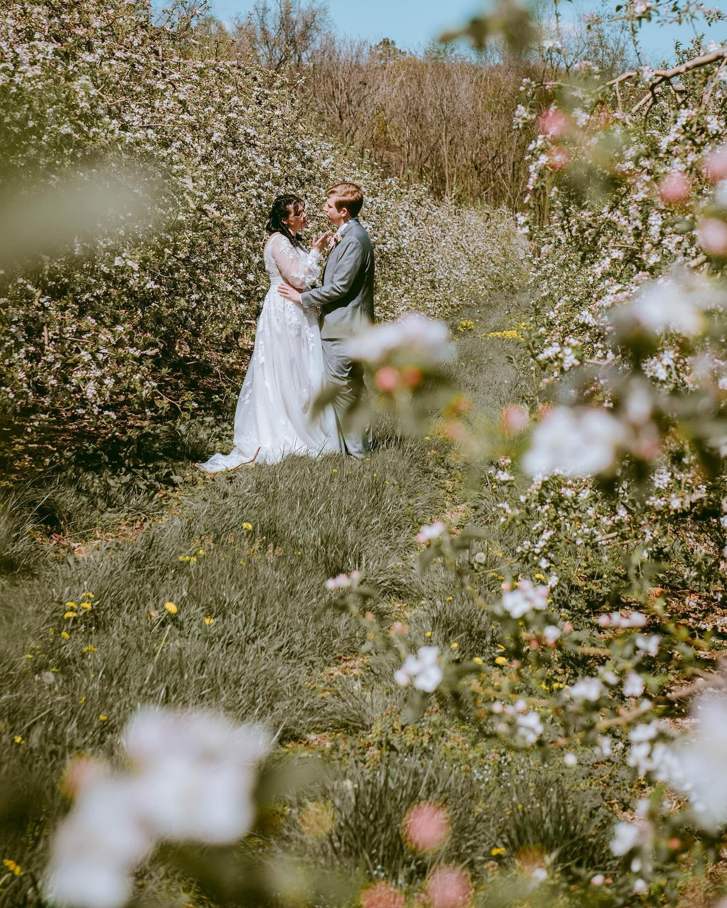 Spring has sprung!! And these apple blossoms from Izzy &amp; Sam&rsquo;s wedding are the juicy sweet treat we never knew we needed 😍

Planner @lauraelizabethweddings 
Photographer @popofmolly_photography
Venue @showaltersgreenhousevenue
Florist @tam