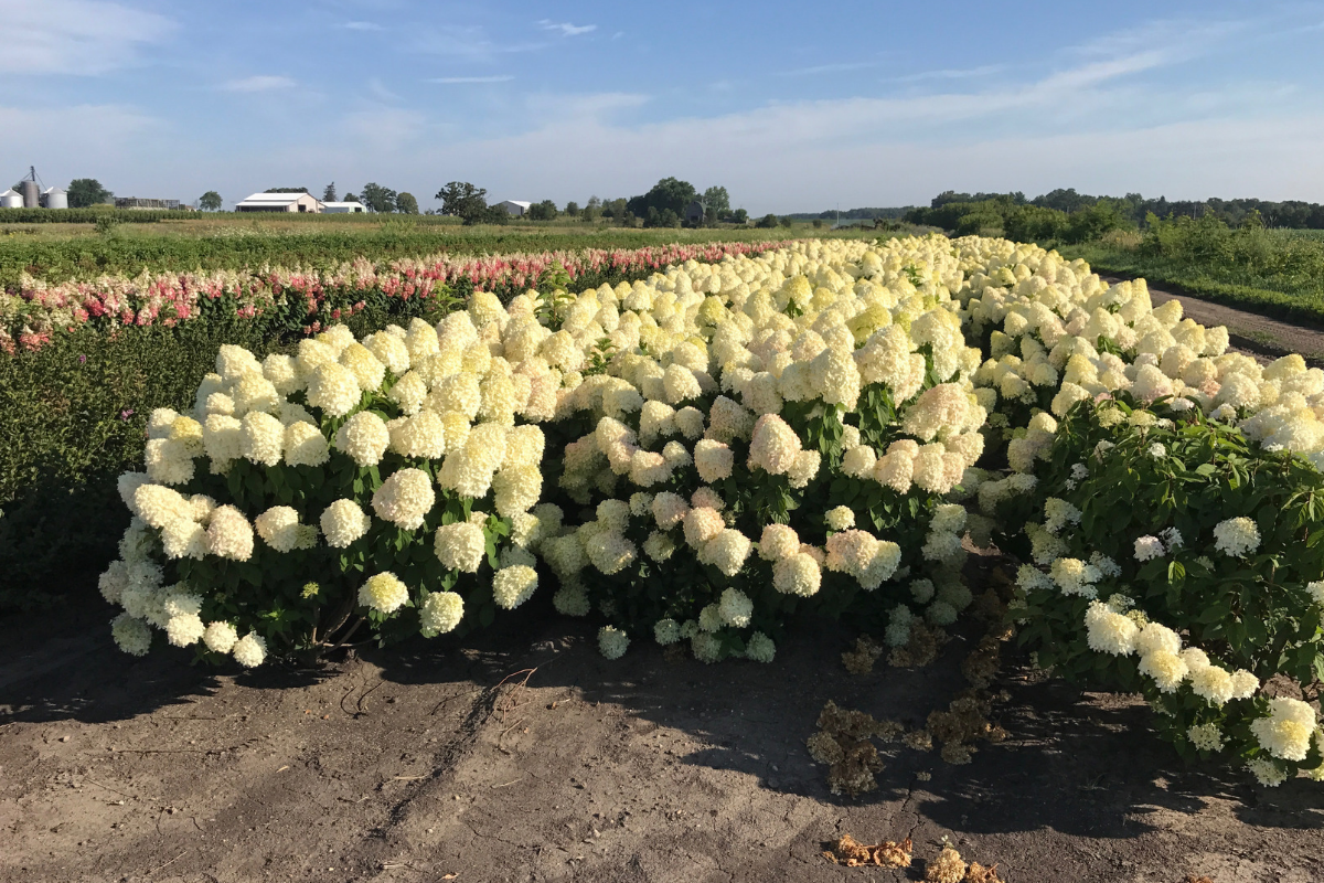 wholesale-shrubs-hydrangea.png