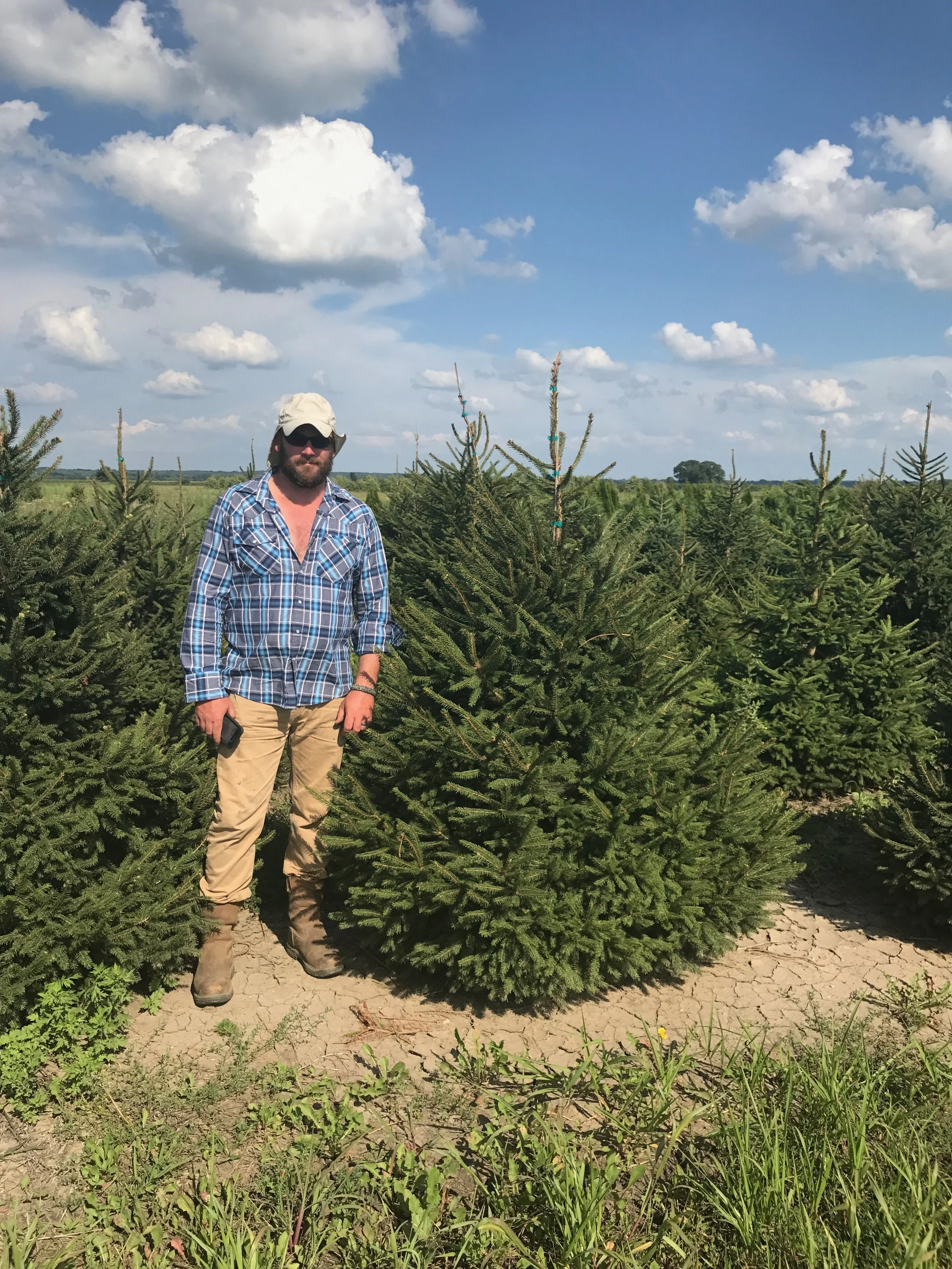 picea abies 5ft.jpg