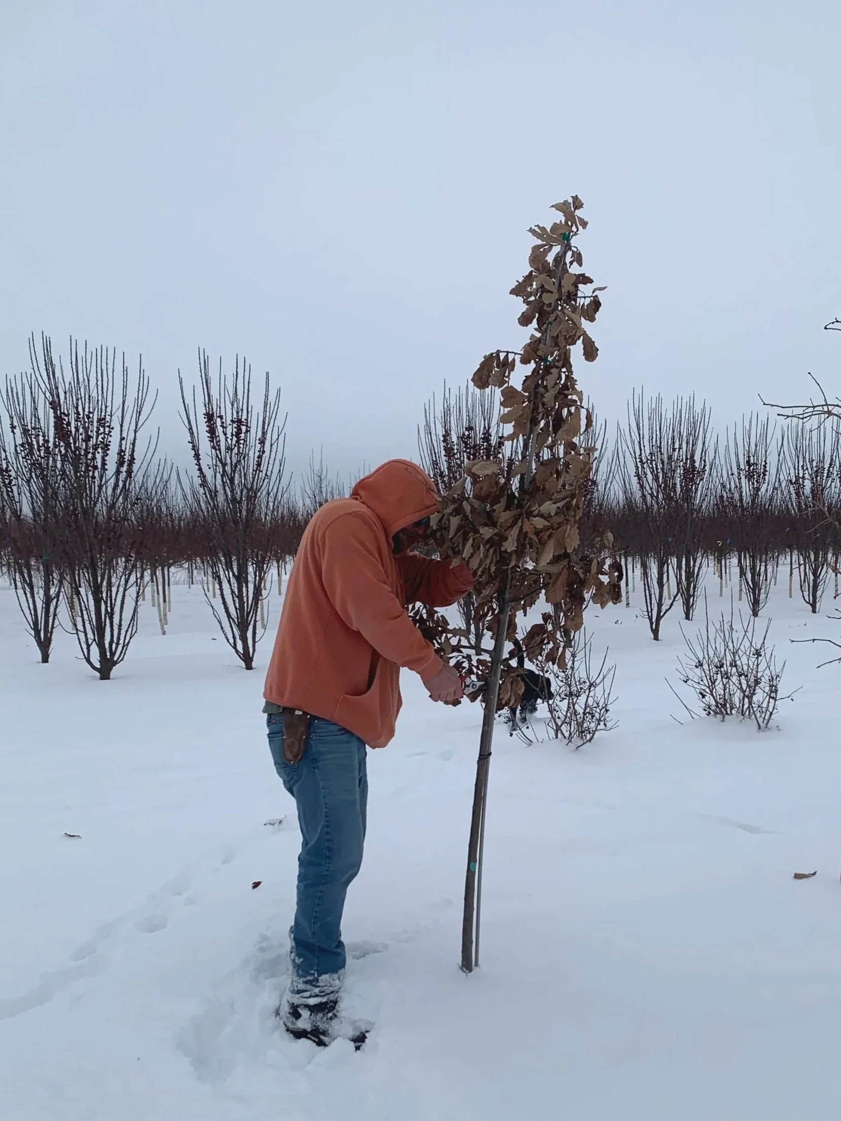 Building Better Branches, Season After Season