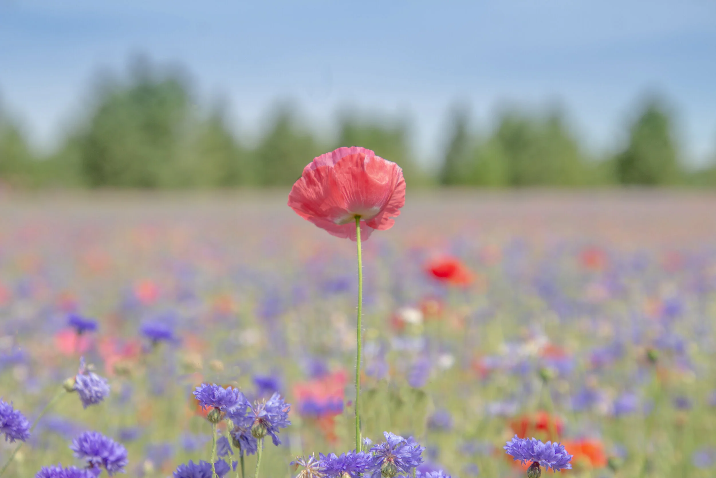 Finalbestbloom copy.jpeg