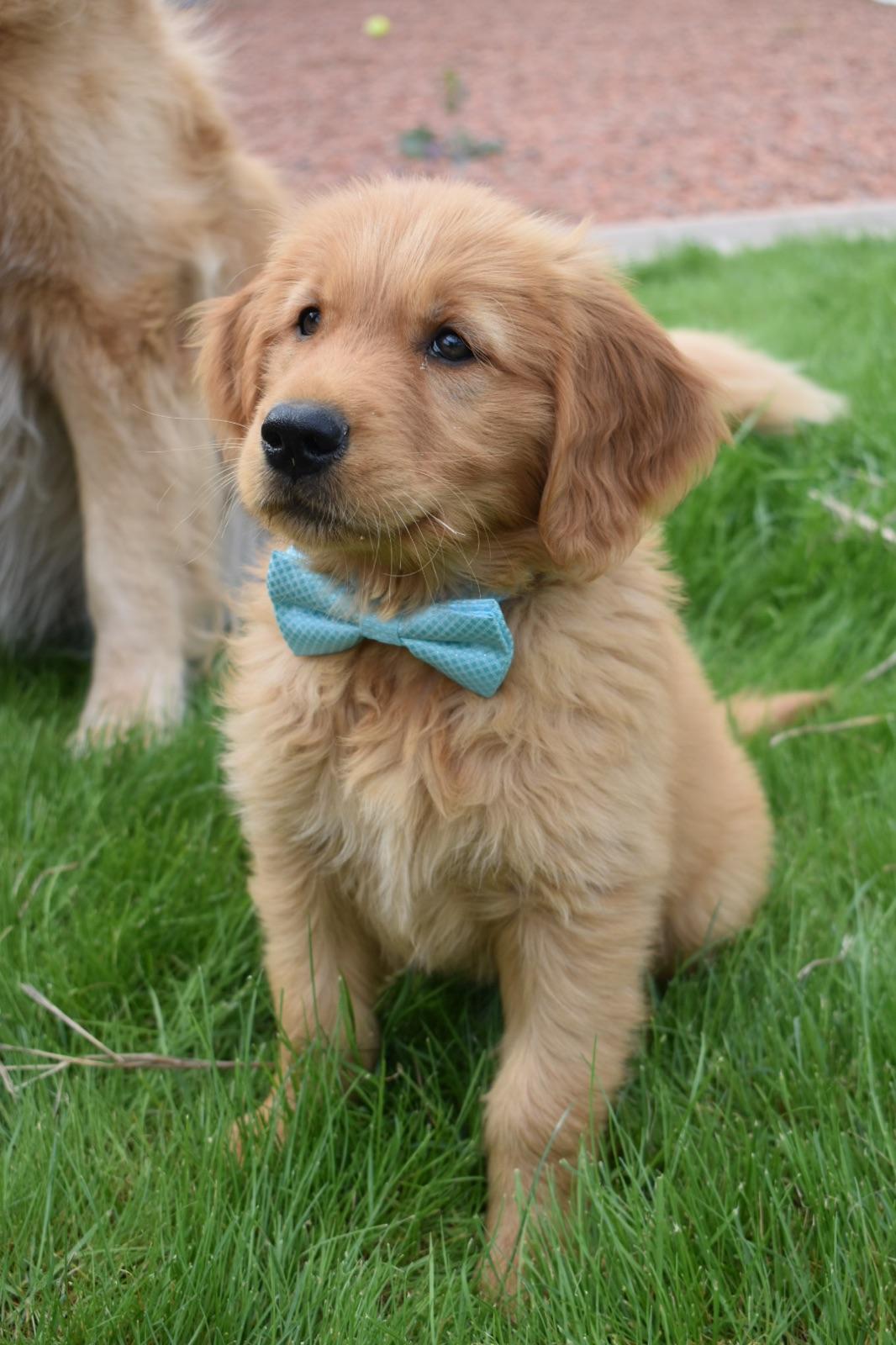 bow tie.jpg