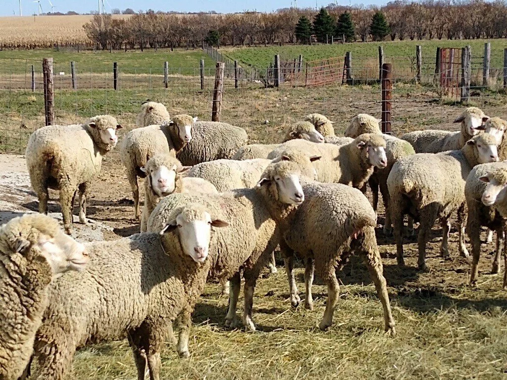 Sheep Ewe Equipment Hay Auction White Sd Burlage Peterson