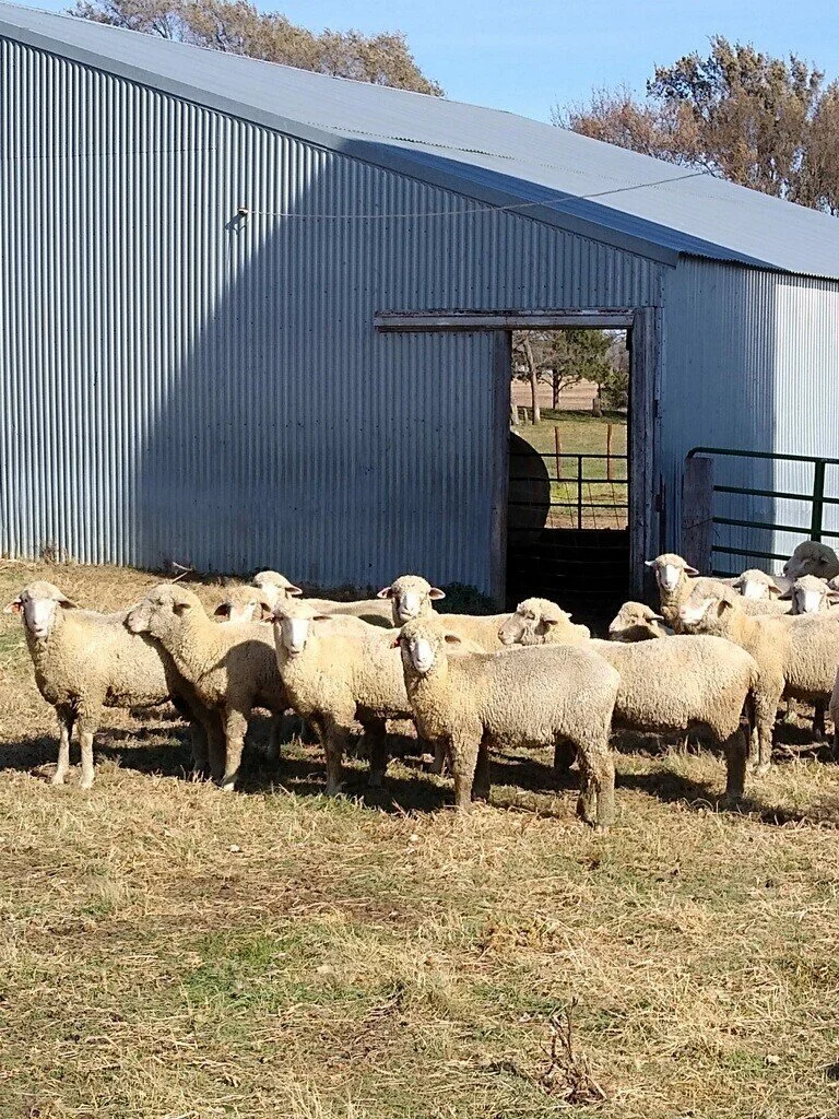 Sheep Ewe Equipment Hay Auction White Sd Burlage Peterson