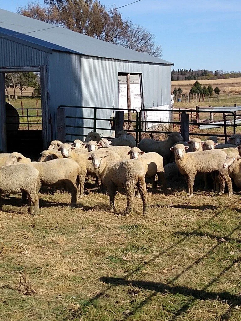 Sheep Ewe Equipment Hay Auction White Sd Burlage Peterson
