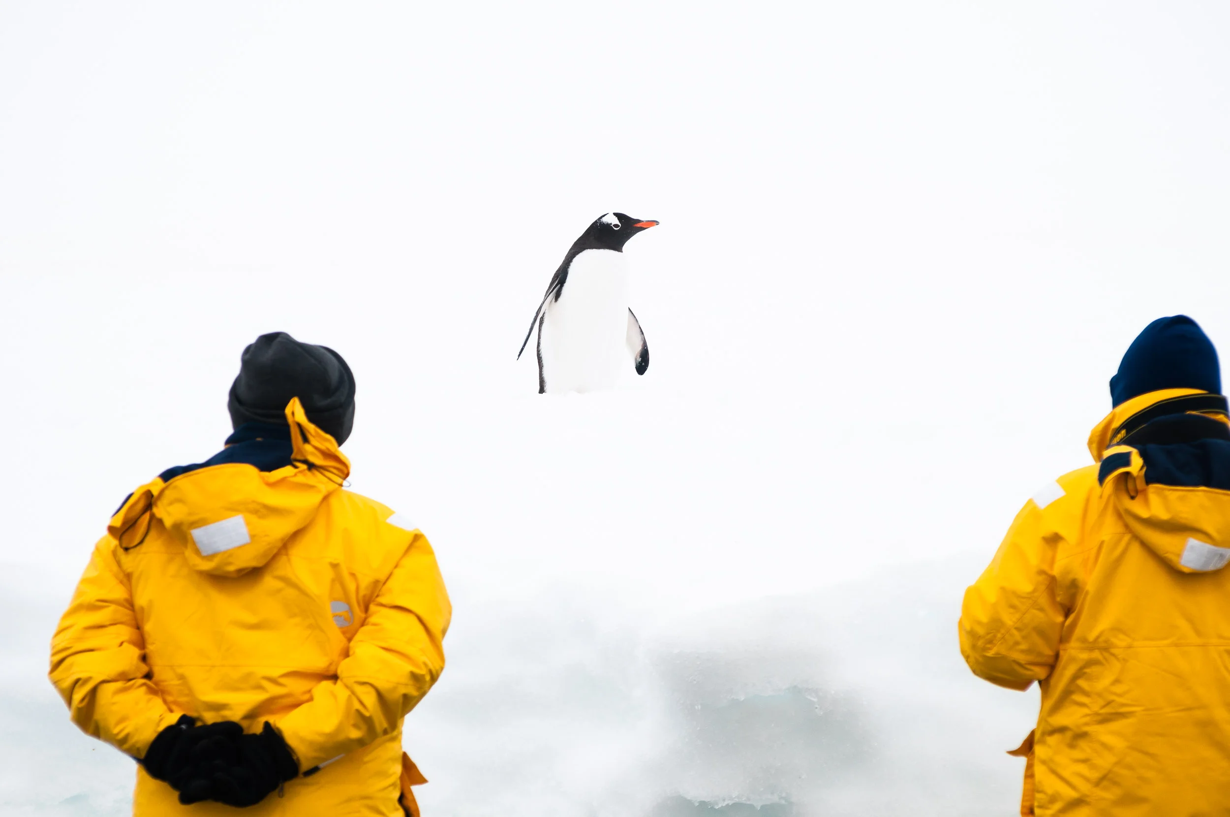 Gentoo Penguin encounter, Cuverville Island, Danco Coast, Antarctica.