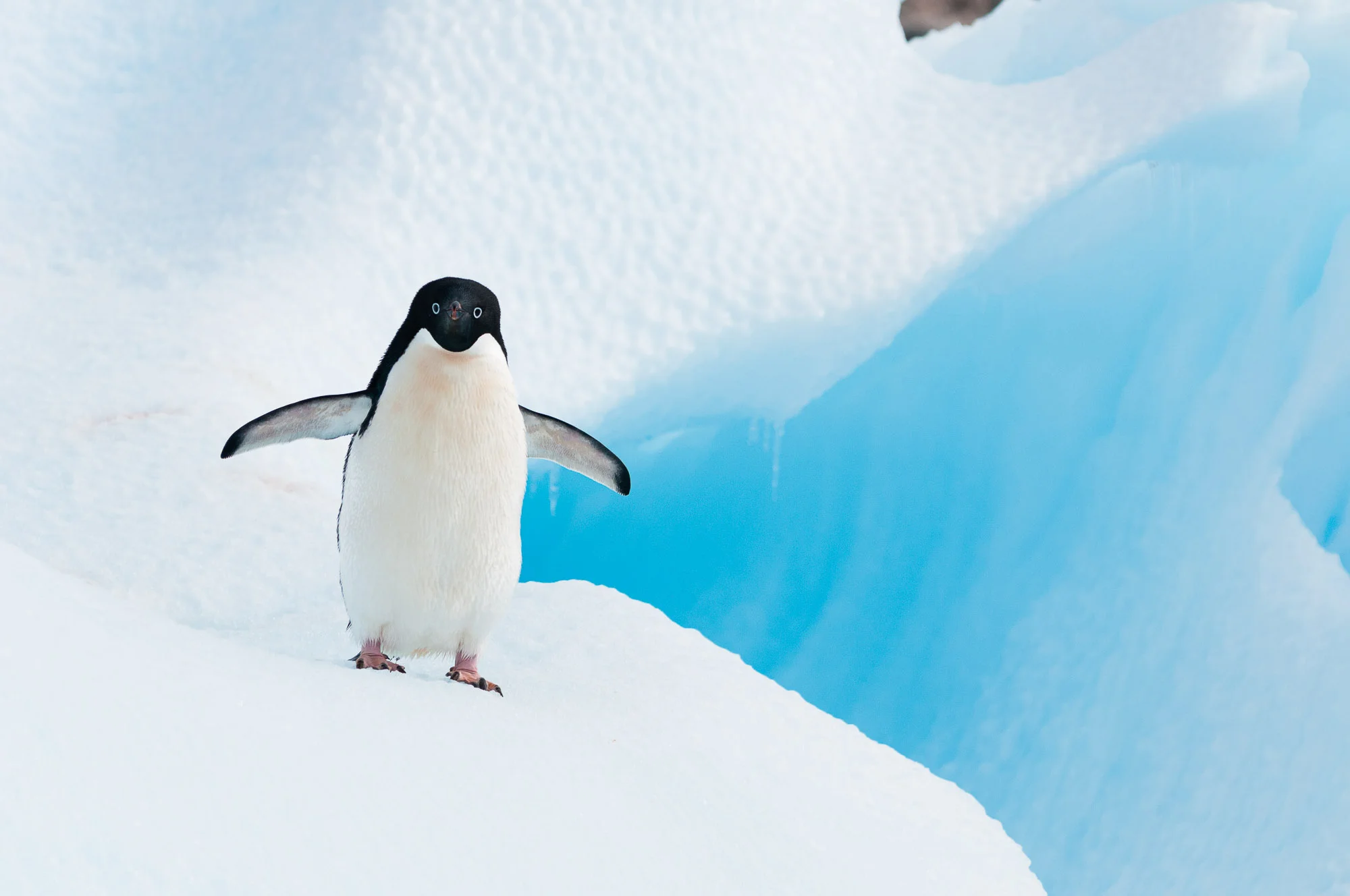 Adélie penguin, on iceberg, Antarctic Peninsula. © www.thomaspickard.com