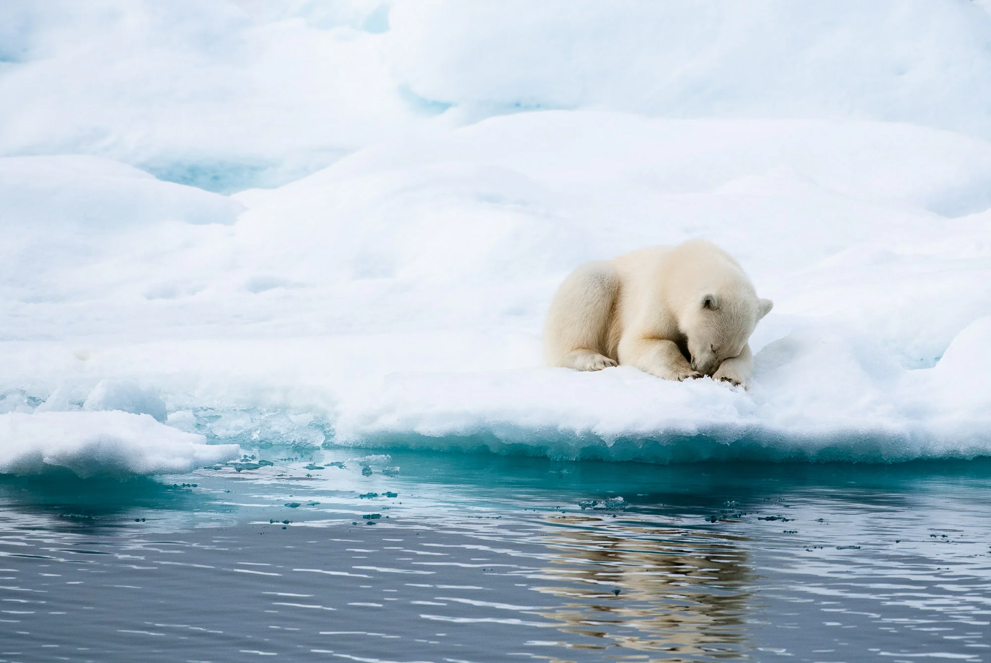 Polar bear, Hinlopen Straight, Svalbard, Norway. © www.thomaspickard.com