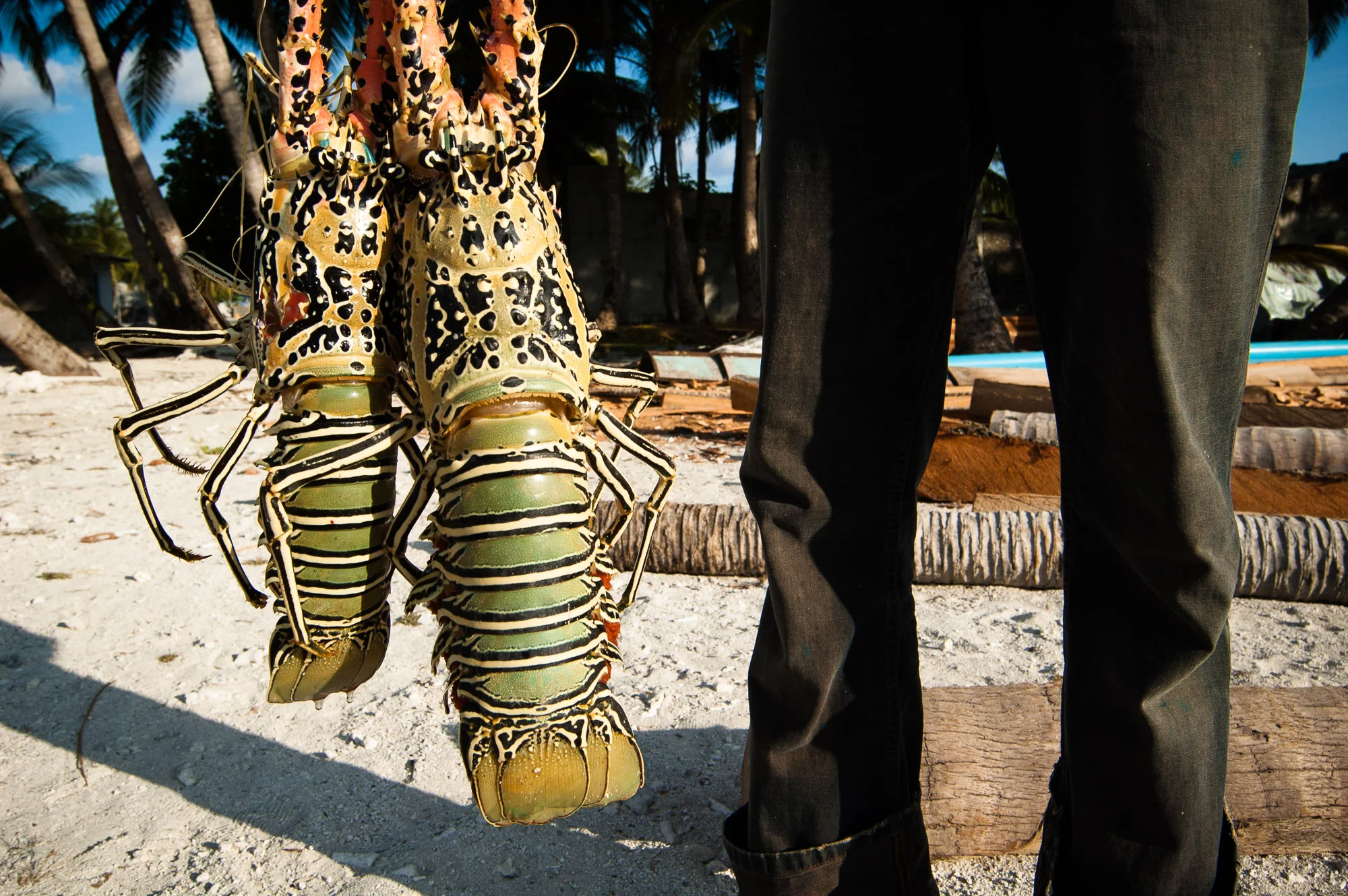 Lobsters, Maldives. © www.thomaspickard.com