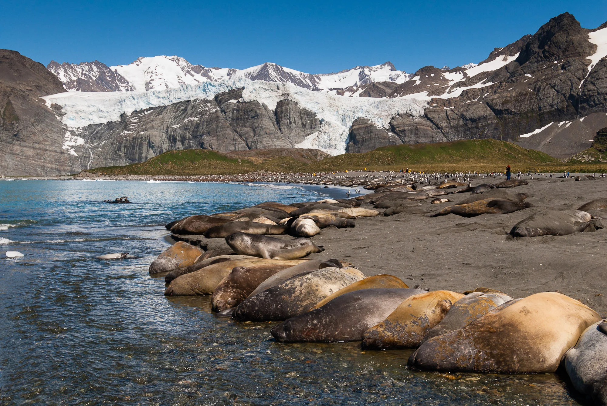 Gold Harbour, South Georgia. © www.thomaspickard.com