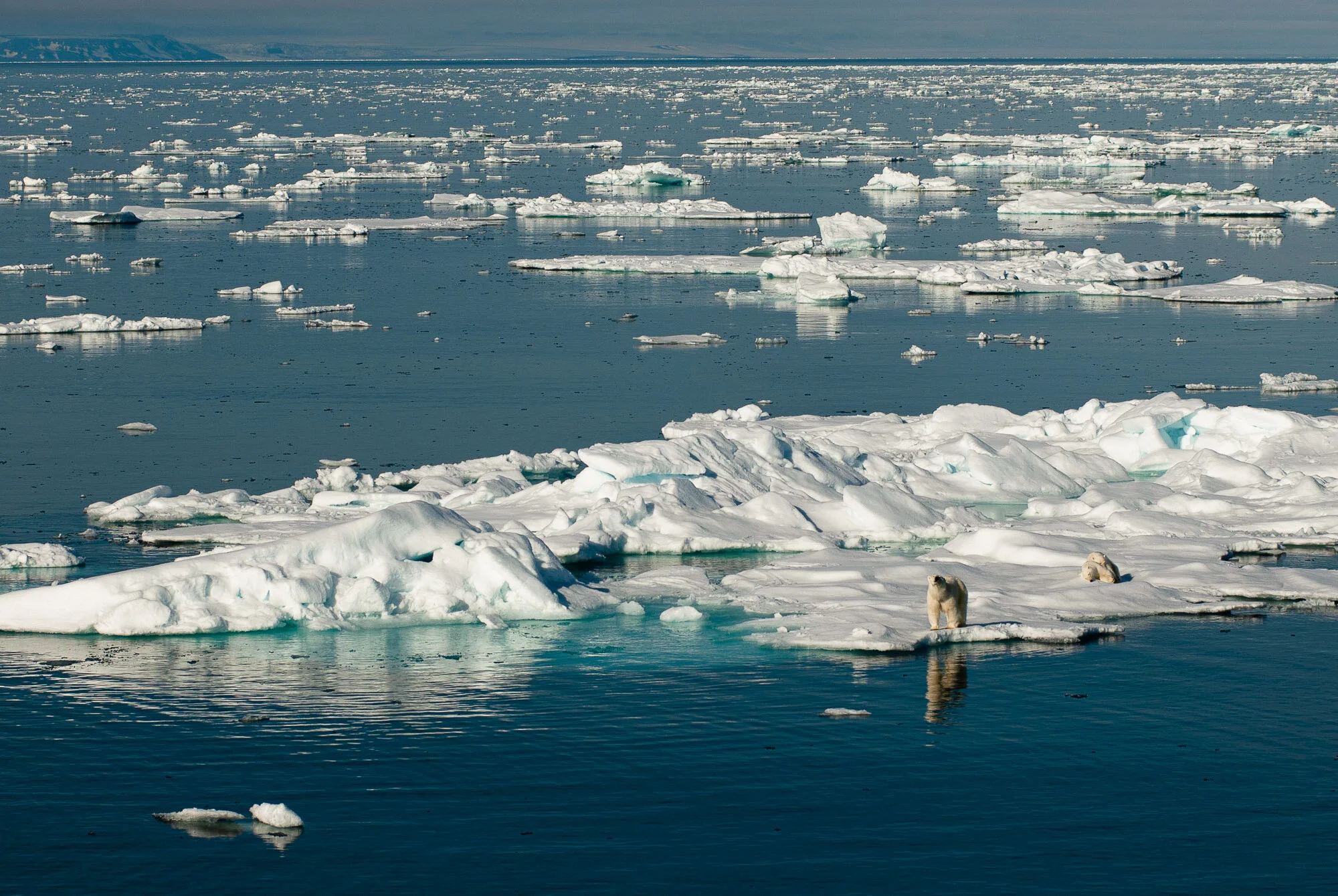 Polar bears, Svalbard. © www.thomaspickard.com