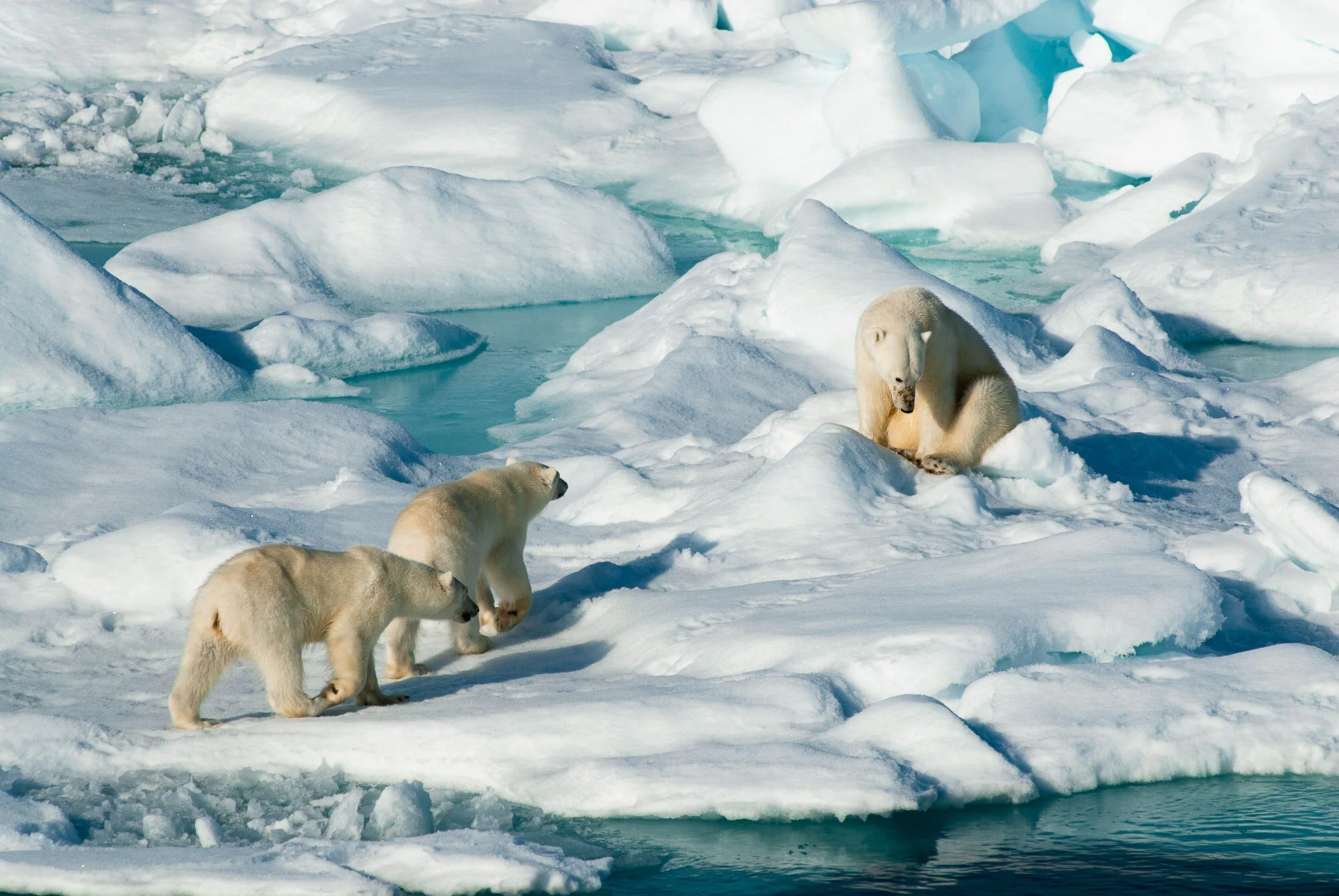 Polar bears, Svalbard, Norway. © www.thomaspickard.com