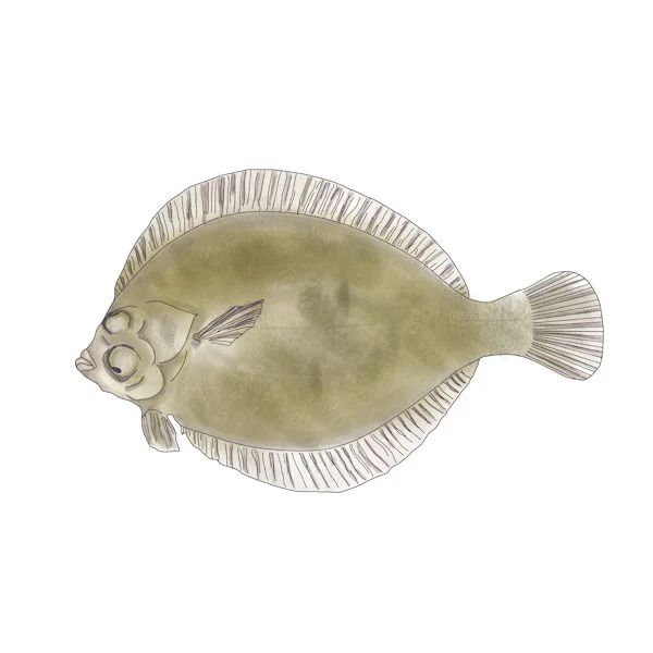 LEMON SOLE