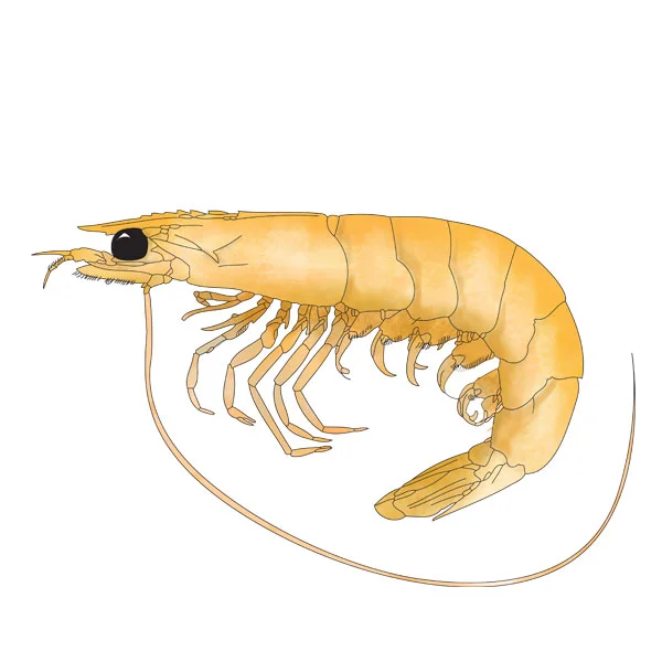 KING PRAWNS