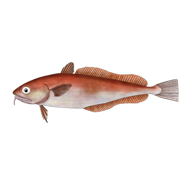 RED COD